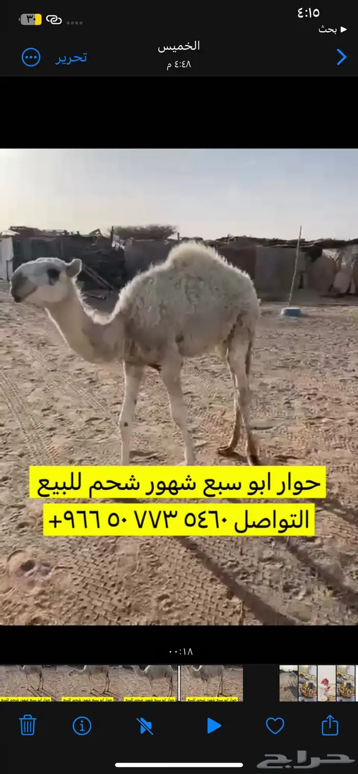 للبيع قعود شحم فل التواصل اتصال برقم 0