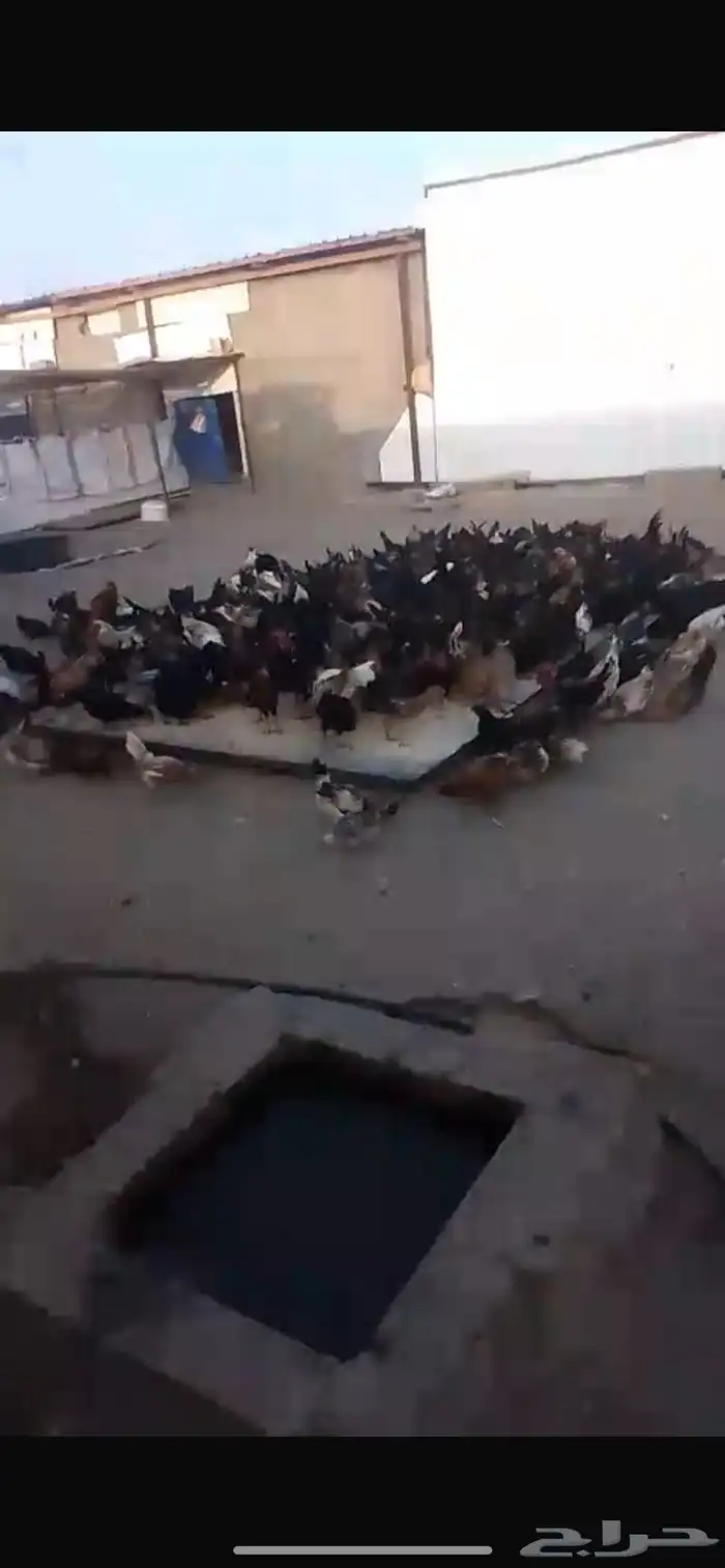 دجاج 0