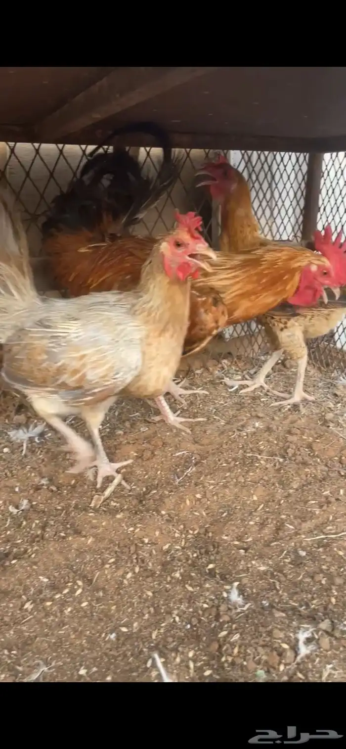 لبيع دجاتين وديك الصحه شرط 0