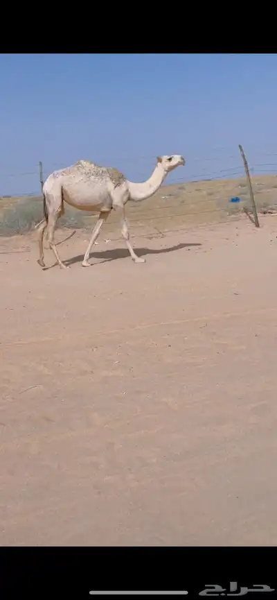 بكره رمانيه 0