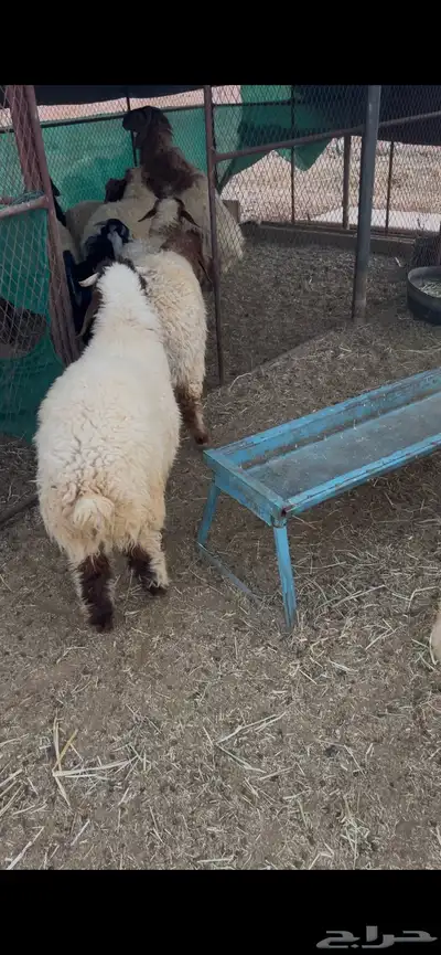 جذعات عدد خمس وطليان عدد ست 0