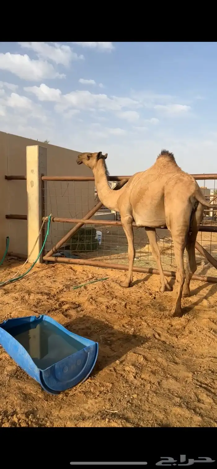 لقحه له حول 7شهور 0
