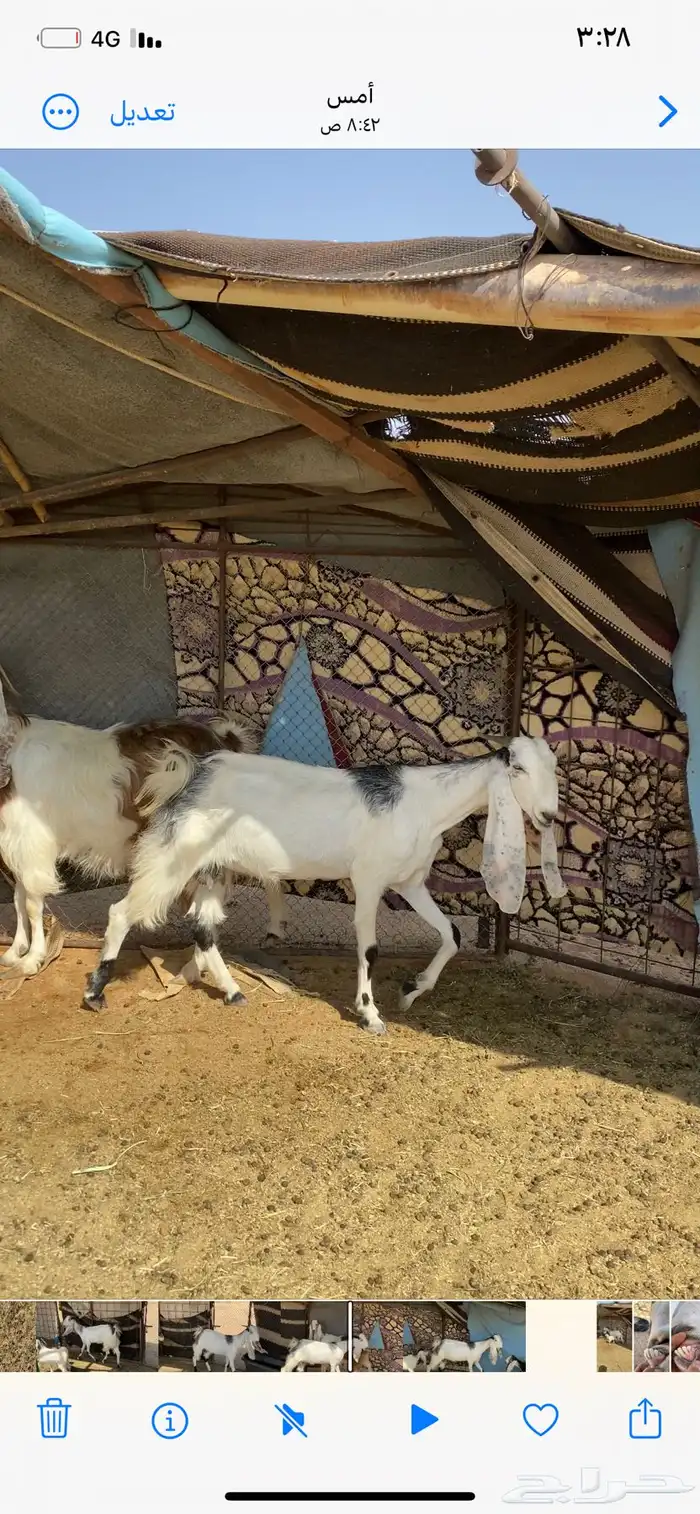عنز ثنية معها تيس 2