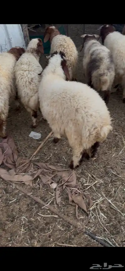 جذعات عدد خمس وطليان عدد ست 9