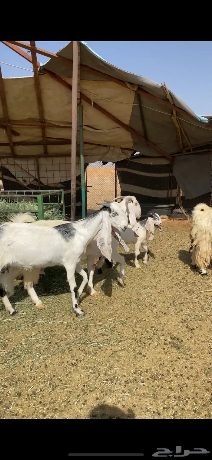 عنز ثنية معها تيس 3