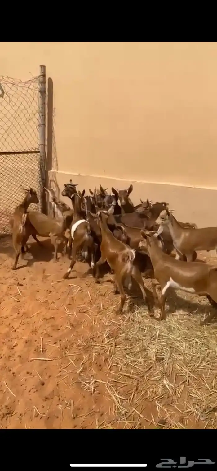 تيوس جنوبيه 0