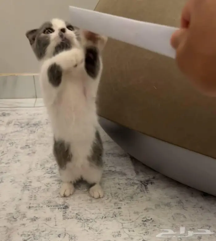 سكوتش منشكن 0