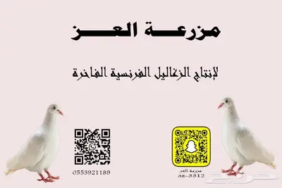 زغاليل حمام فرنسي 0