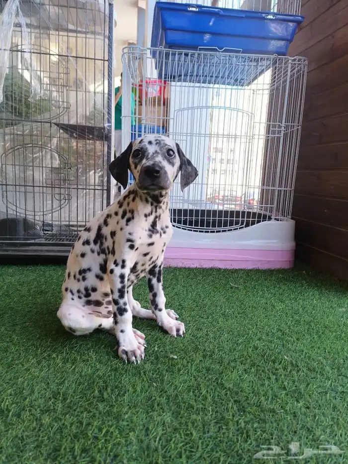 كلب دلميشن (دلماسي - Dalmatian) 0