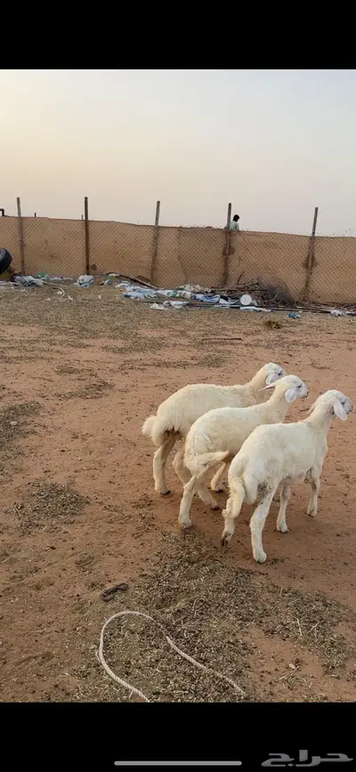 هرافى حريات طيبه 0