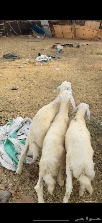 هرافى حريات طيبه 2