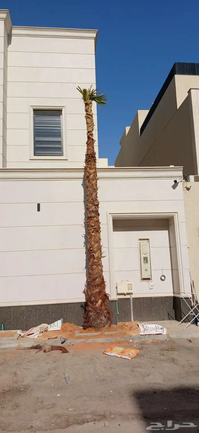 نخل واشنطني زينه 1
