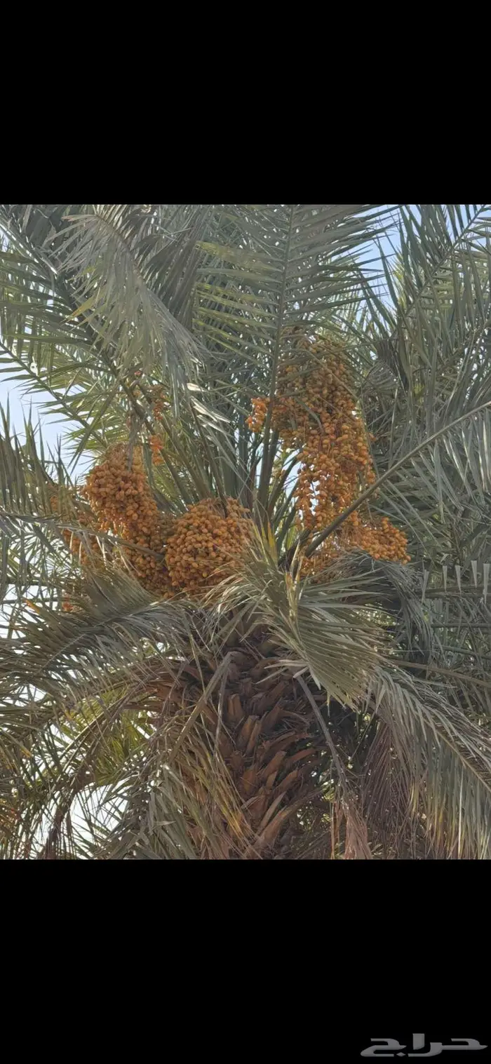 ثمرة مزرعة نخيل   صقعي   خلاص  سكري   برحي - في الزلفي 2