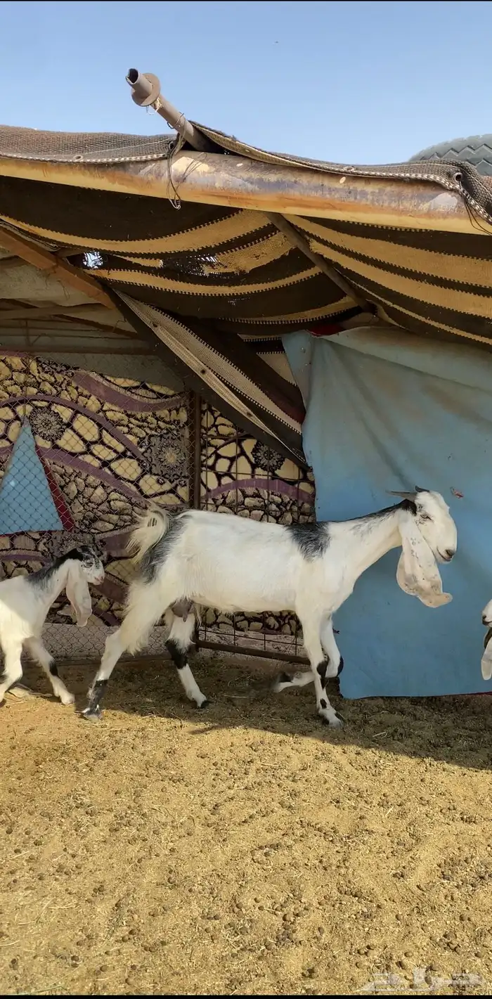 عنز ثنية معها تيس 1