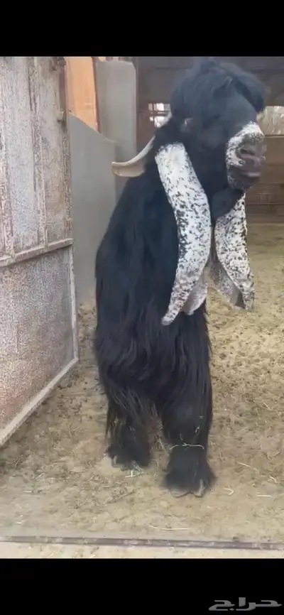 عوارض صنف نقوه دفيع بالاحساء جمله مافيه تفريد 0