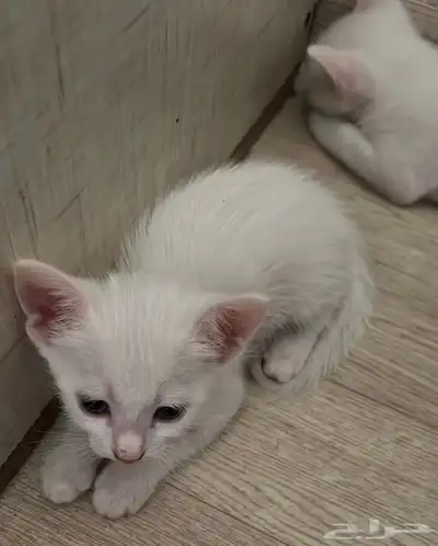 بيع قطط شيرازيه مع الام 2