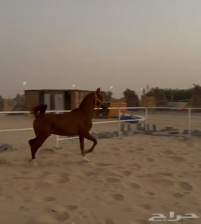 حصان واهو 0