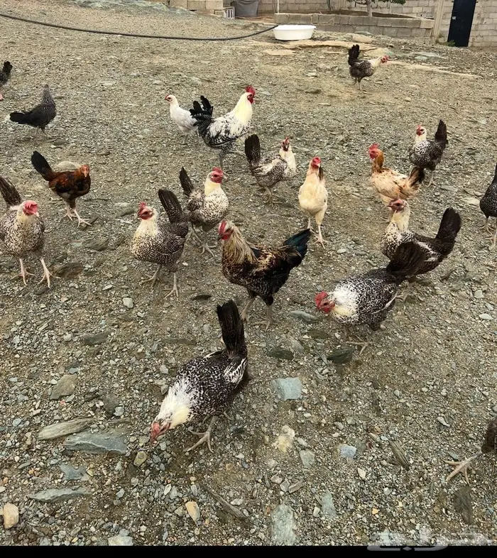 دجاج بياض للبيع 1