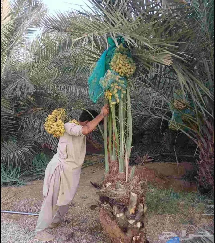 نخل مثمر نخل واشنطني زينه اخلاص سكري برحي صقعي هلالي شيشي 3