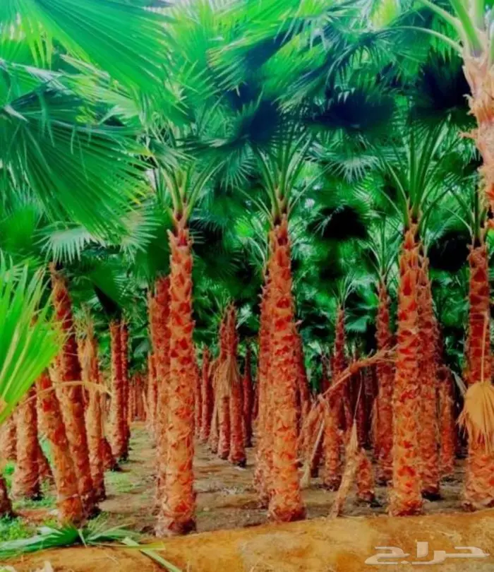 نخل مثمر نخل واشنطني زينه اخلاص سكري برحي صقعي هلالي شيشي 1