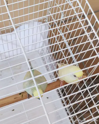 جوز بادجي نظيف وألوان جميله 1