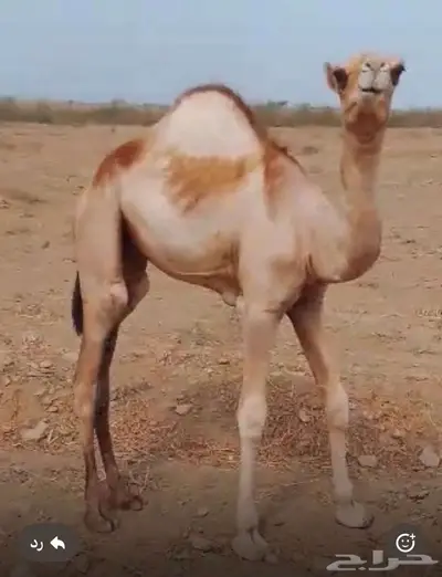 حاشي قعود 0