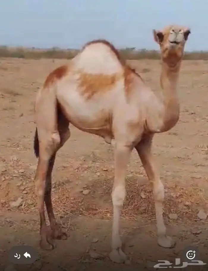 حاشي قعود 0