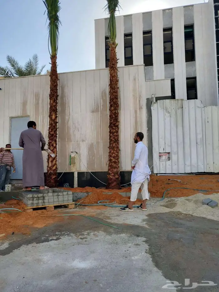نخل واشنطني زينه 6