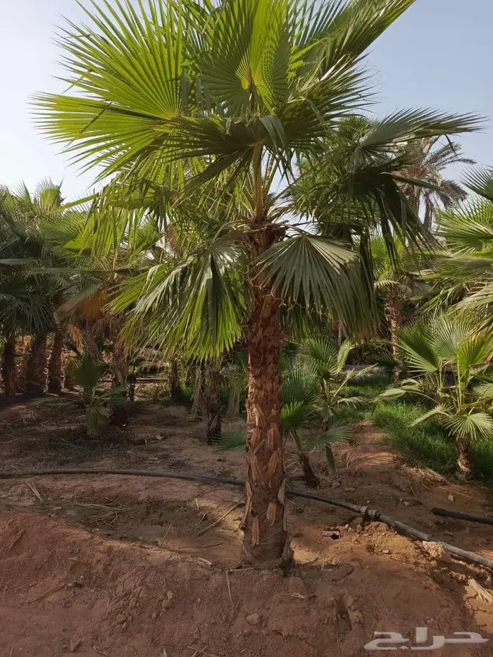 نخل واشنطني زينه 5