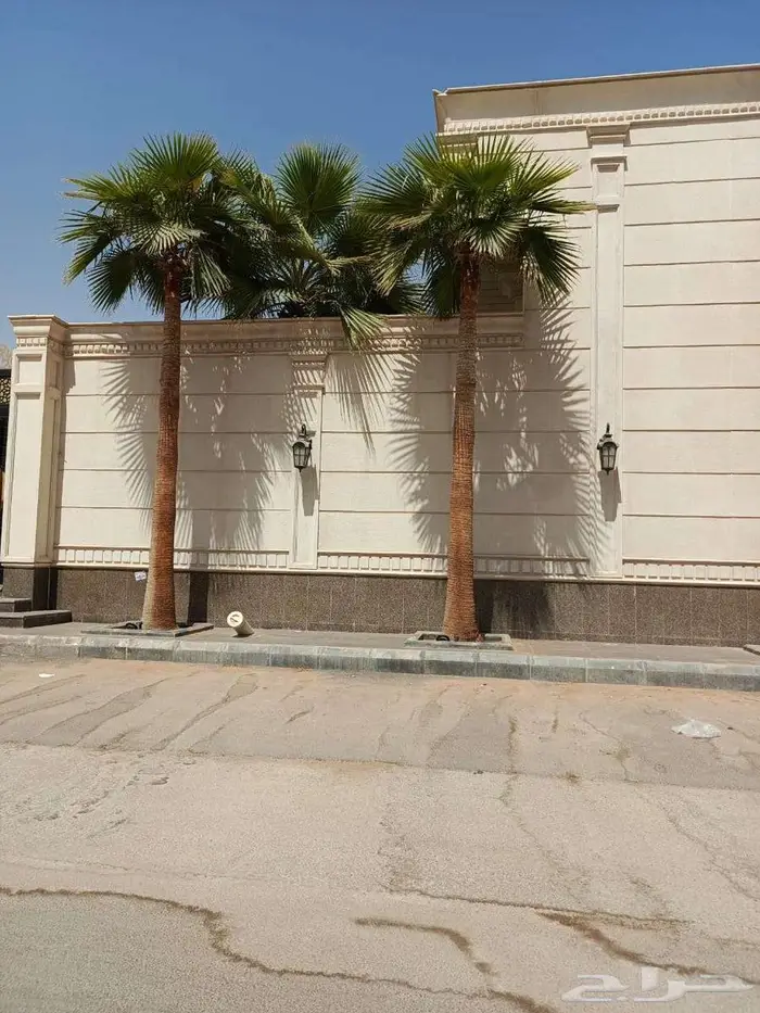 نخل واشنطني زينه 0