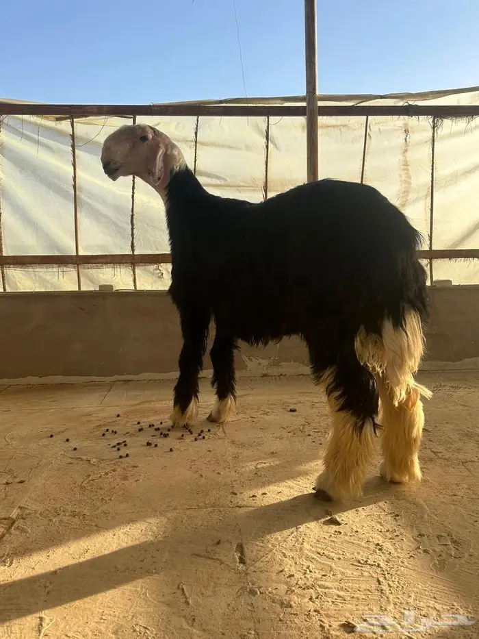 مشروع فحل نجدي خصم الخصم 0