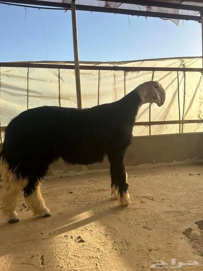مشروع فحل نجدي خصم الخصم 1