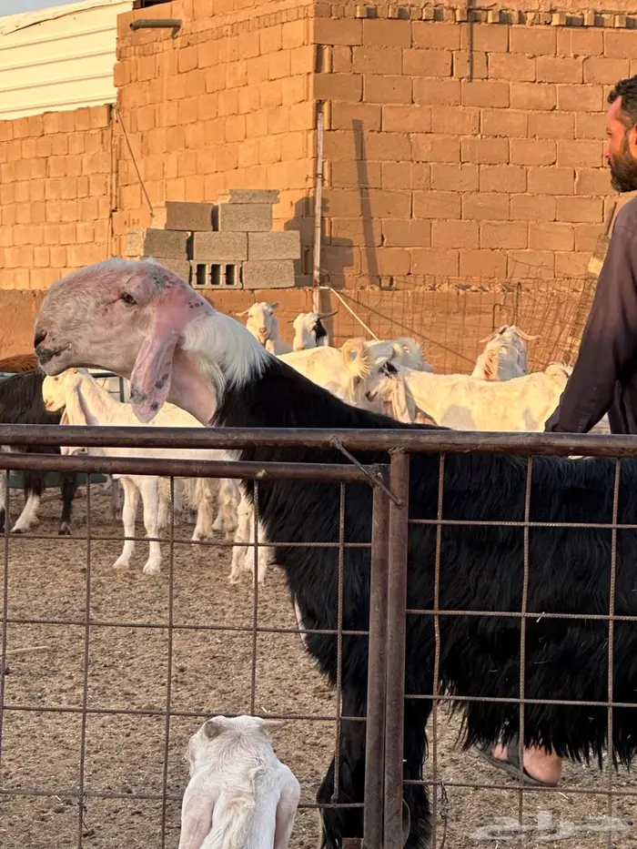 مشروع فحل نجدي خصم الخصم 5