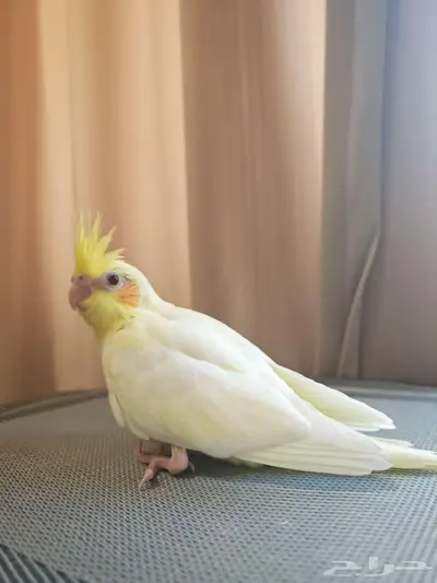 للبيع جميعا دون تفريد 0 الخاص مهمل 2