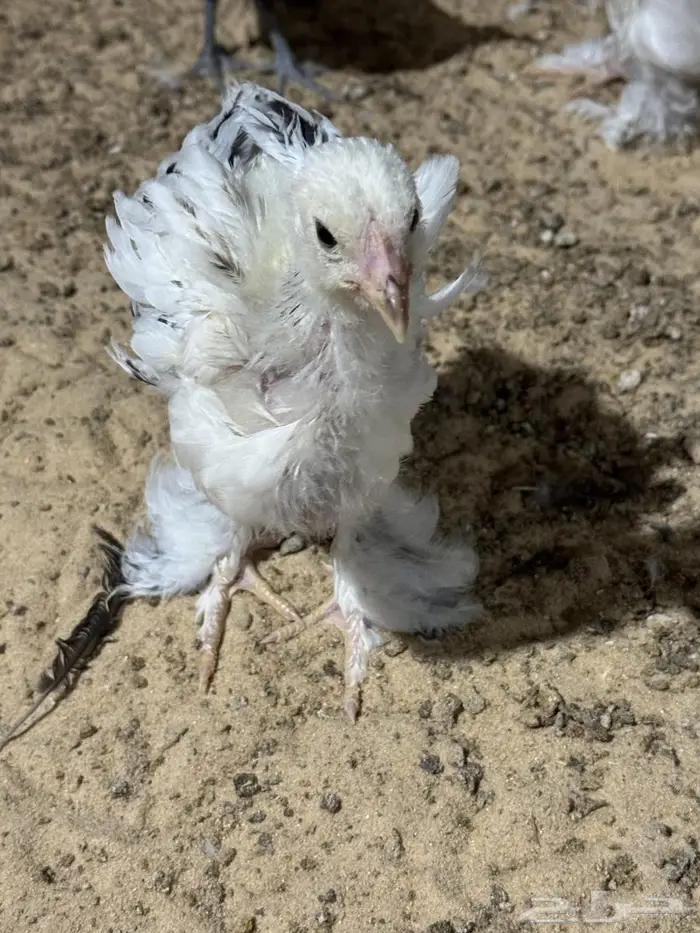 صوص مشكل للبيع 0