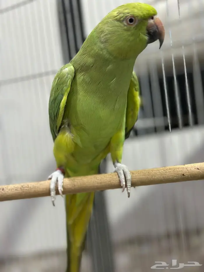 للبيع دره هندية 3
