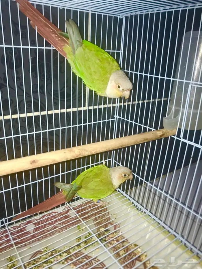 جوز كنيور منتج 3