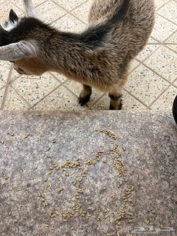 ماعز قزمي اليف للبيع 1