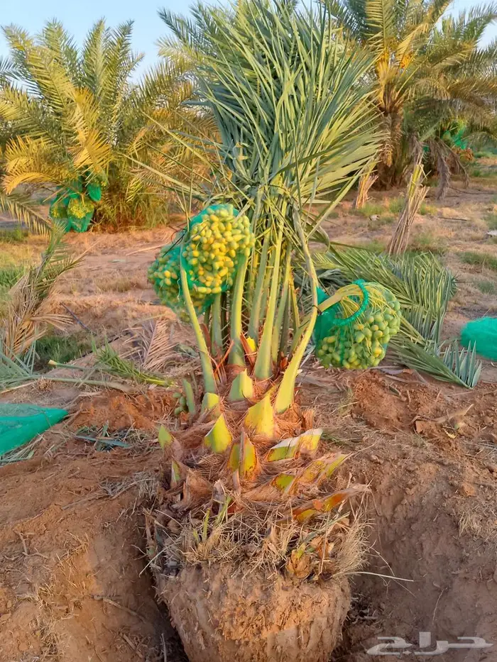 نخل مثمر نخل واشنطني زينه اخلاص سكري برحي صقعي هلالي شيشي 2