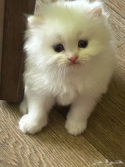 قطط سكوتش وشيرازي 0