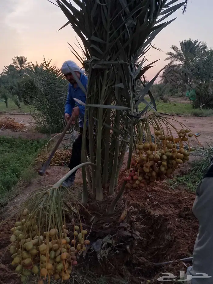 نخل مثمر نخل واشنطني زينه اخلاص سكري برحي صقعي هلالي شيشي 4