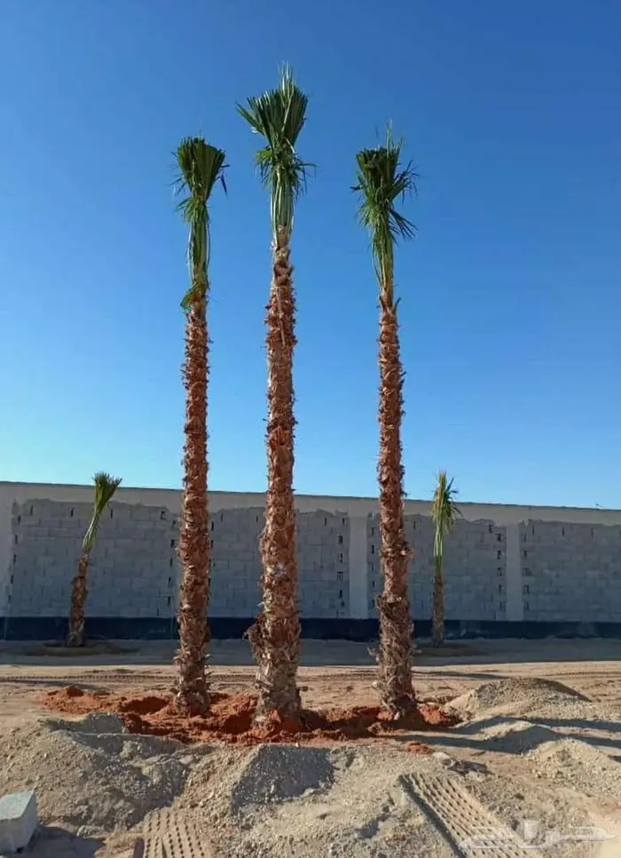 نخل واشنطني زينه 2