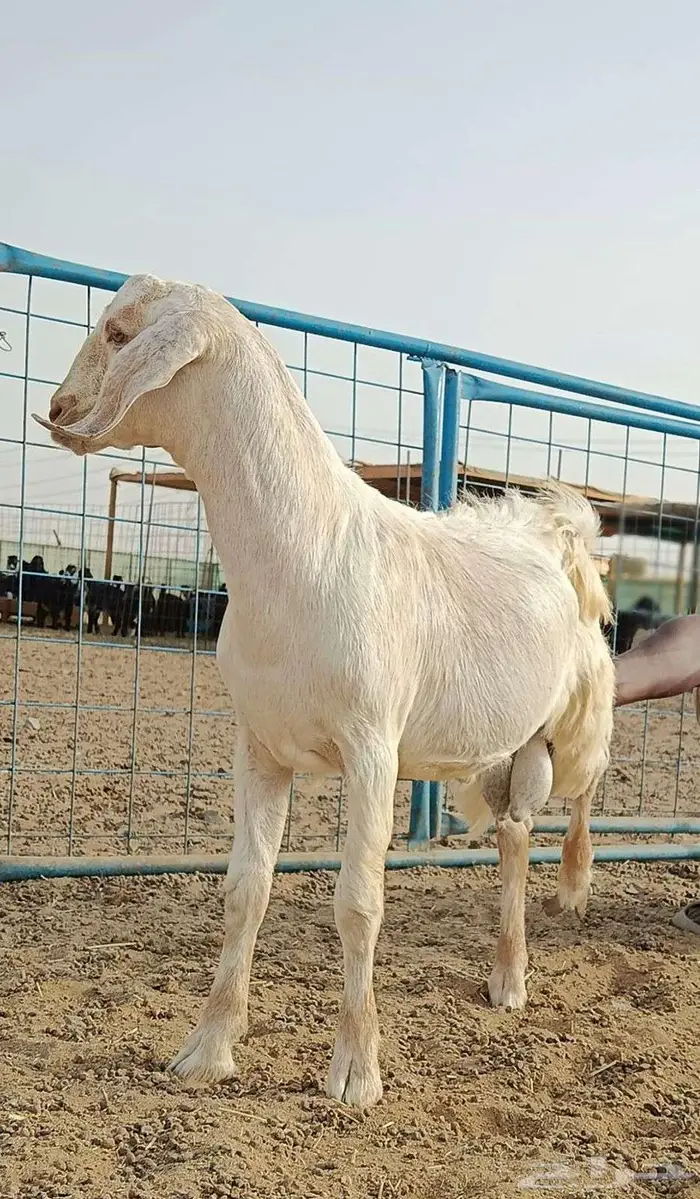 ذبايح تيوس ذبايح طليان 4