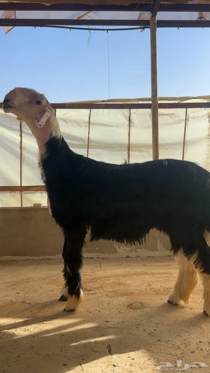مشروع فحل نجدي خصم الخصم 4