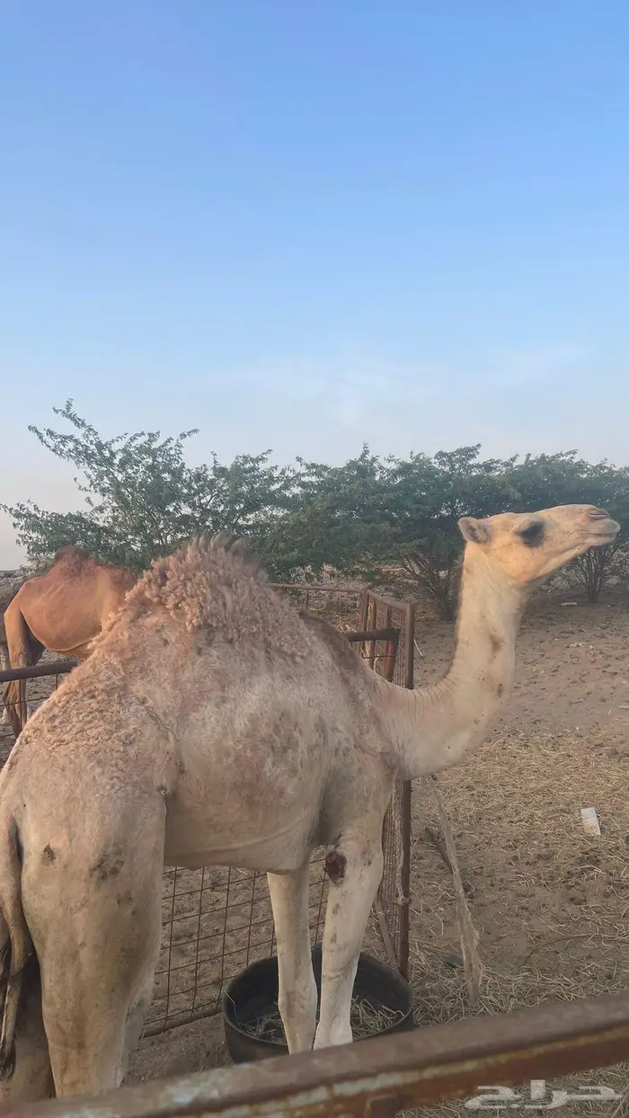 بكرة للبيع 2