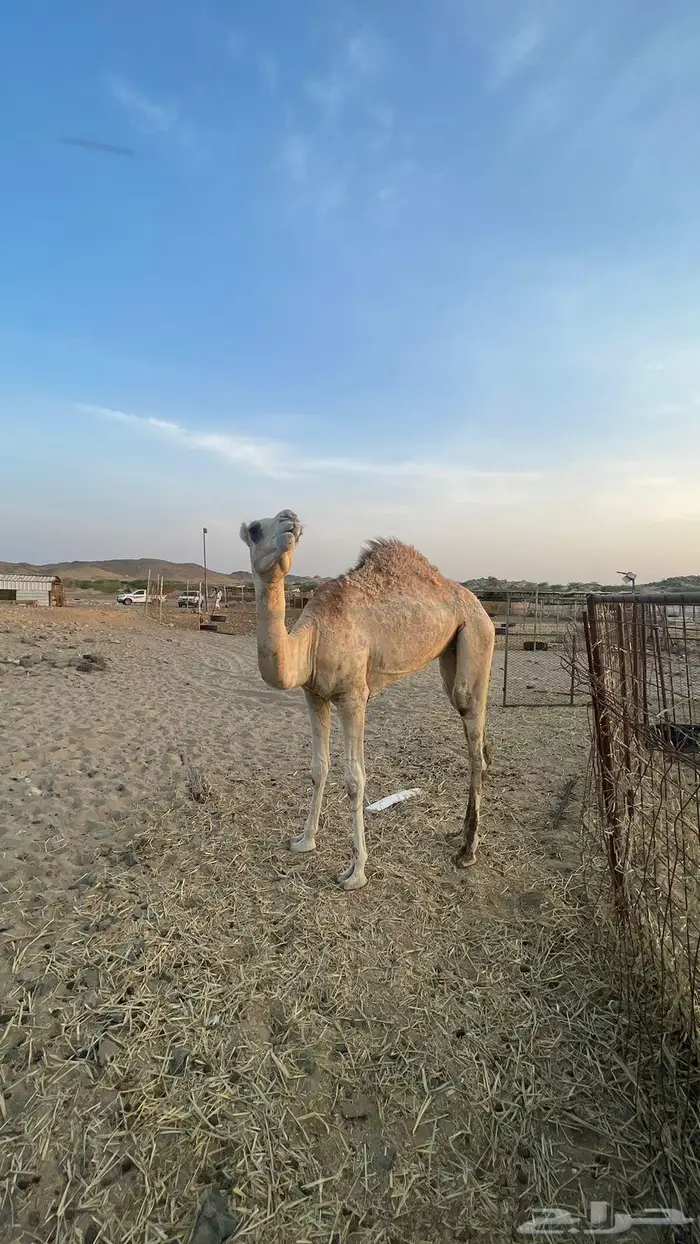 بكرة للبيع 4