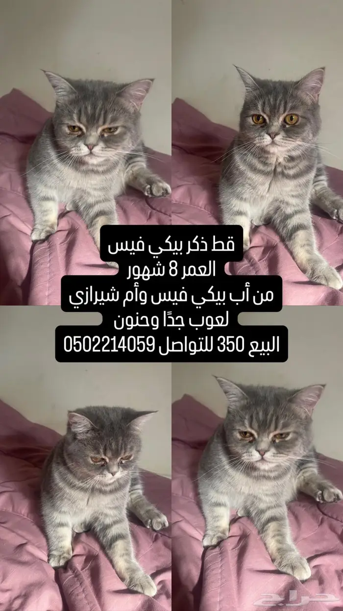 القصيم الرس 2