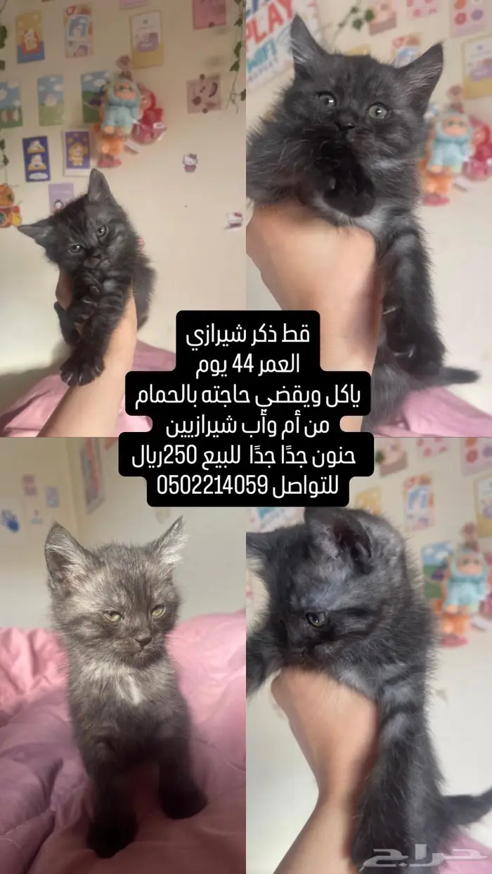 القصيم الرس 1
