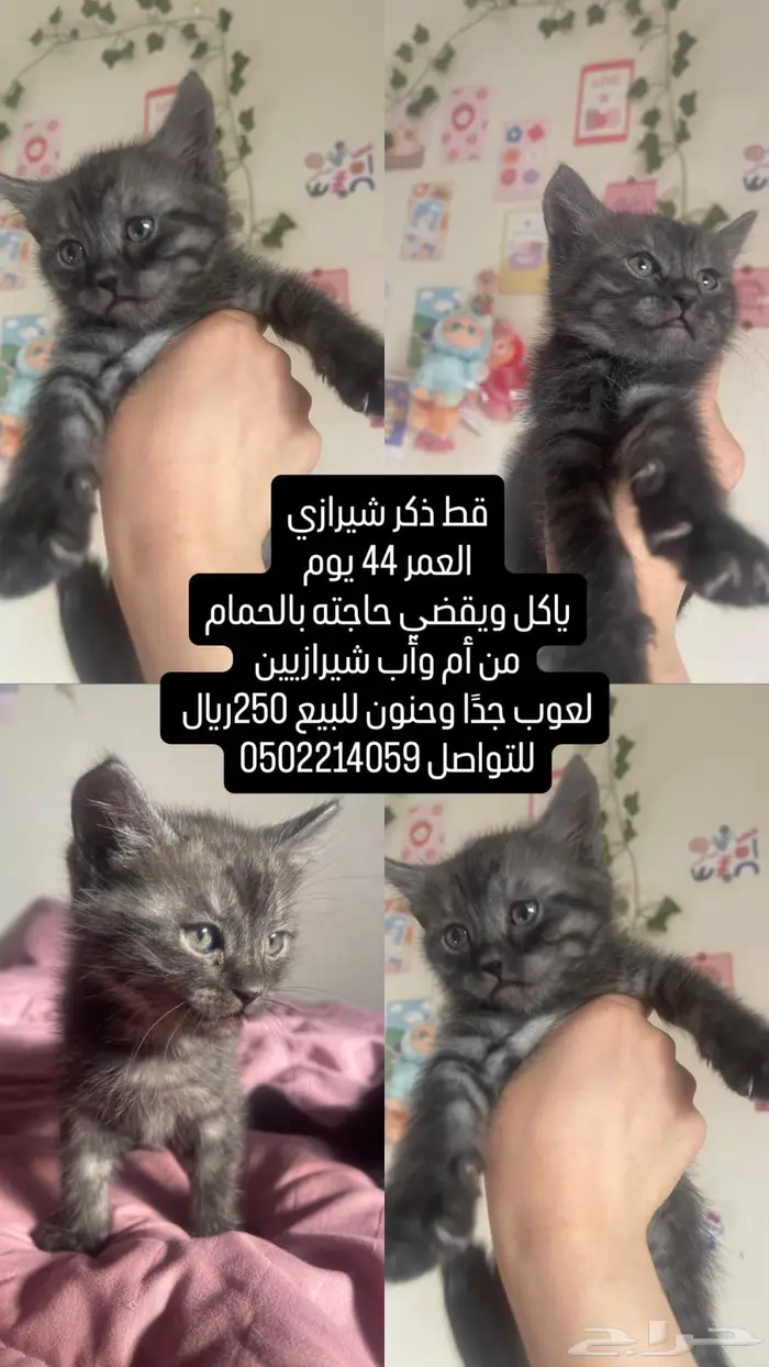 القصيم الرس 0