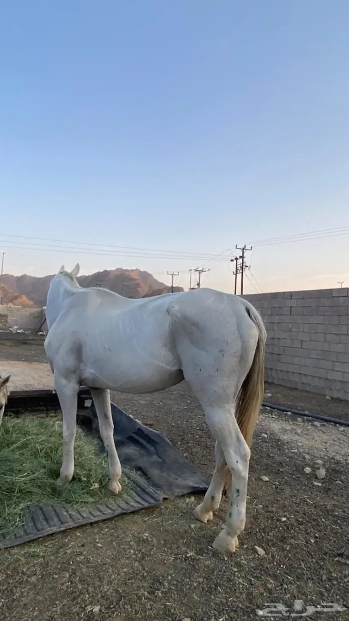عسير 1